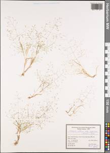 Eremopoa altaica (Trin.) Roshev., South Asia, South Asia (Asia outside ex-Soviet states and Mongolia) (ASIA) (Iran)