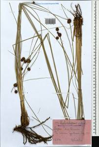 Scirpoides holoschoenus (L.) Soják, Caucasus, Krasnodar Krai & Adygea (K1a) (Russia)