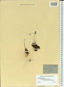 Pinguicula vulgaris L., Eastern Europe, Northern region (E1) (Russia)