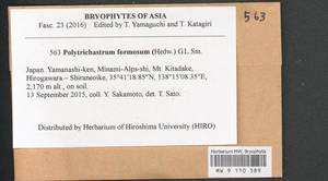 Polytrichum formosum Hedw., Bryophytes, Bryophytes - Asia (outside ex-Soviet states) (BAs) (Japan)