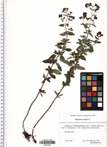 Origanum vulgare L., Eastern Europe, Middle Volga region (E8) (Russia)