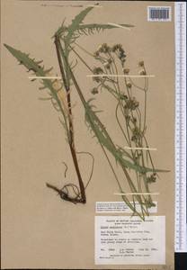 Crepis capillaris (L.) Wallr., America (AMER) (Canada)