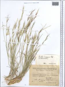 Aristida adscensionis L., Middle Asia, Pamir & Pamiro-Alai (M2) (Tajikistan)