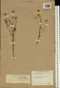 Centaurea stoebe subsp. stoebe, Eastern Europe, North Ukrainian region (E11) (Ukraine)