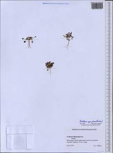 Cochlearia groenlandica L., Western Europe (EUR) (Svalbard and Jan Mayen)