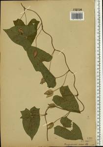 Calystegia sepium (L.) R. Br., Eastern Europe, Moscow region (E4a) (Russia)