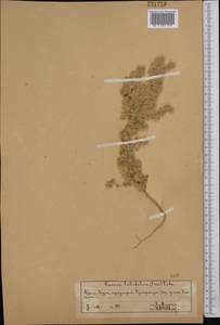 Bassia eriophora (Steph. ex M. Bieb.) Kuntze, Middle Asia, Syr-Darian deserts & Kyzylkum (M7)