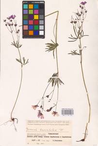 Geranium linearilobum DC., Eastern Europe, Lower Volga region (E9) (Russia)