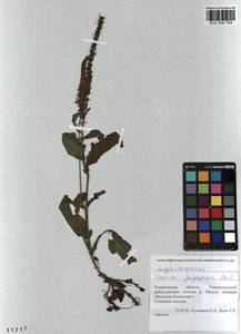 Veronica porphyriana Pavlov, Siberia, Altai & Sayany Mountains (S2) (Russia)