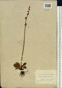 Micranthes hieraciifolia (Waldst. & Kit.) Haw., Siberia, Yakutia (S5) (Russia)