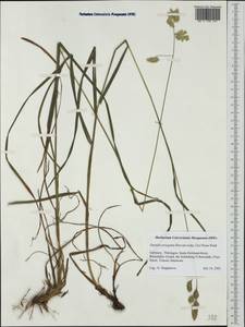 Dactylis glomerata subsp. lobata (Drejer) H.Lindb., Western Europe (EUR) (Germany)