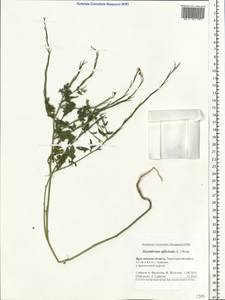 Sisymbrium officinale (L.) Scop., Eastern Europe, Central forest region (E5) (Russia)