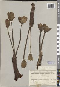 Colchicum speciosum Steven, Caucasus, Abkhazia (K4a) (Abkhazia)