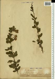 Berberis vulgaris L., Eastern Europe, Eastern region (E10) (Russia)