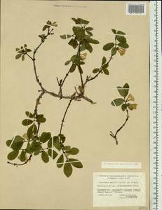 Lonicera caerulea subsp. caerulea, Siberia, Baikal & Transbaikal region (S4) (Russia)