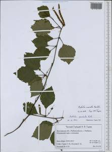 Betula aurata Borkh., Eastern Europe, Central forest region (E5) (Russia)