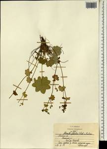 Alchemilla gibberulosa H. Lindb., Eastern Europe, Moscow region (E4a) (Russia)