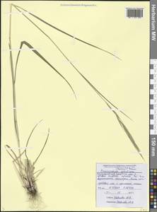 Brachypodium sylvaticum (Huds.) P.Beauv., Caucasus, Black Sea Shore (from Novorossiysk to Adler) (K3) (Russia)