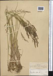 Agrostis, Middle Asia, Muyunkumy, Balkhash & Betpak-Dala (M9) (Kazakhstan)