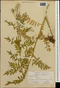 Cardamine impatiens L., Caucasus, Armenia (K5) (Armenia)