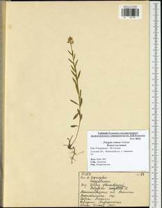 Polygala comosa Schkuhr, Eastern Europe, Central region (E4) (Russia)