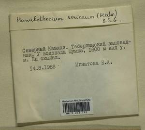 Homalothecium sericeum (Hedw.) Schimp., Bryophytes, Bryophytes - North Caucasus & Ciscaucasia (B12) (Russia)