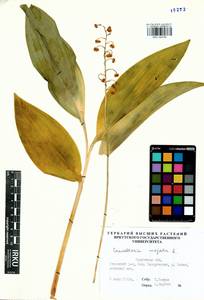 Convallaria majalis L., Siberia, Baikal & Transbaikal region (S4) (Russia)