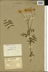 Tanacetum corymbosum subsp. corymbosum, Eastern Europe, North Ukrainian region (E11) (Ukraine)