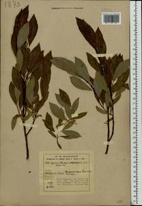 Salix myrsinifolia × phylicifolia, Eastern Europe, Northern region (E1) (Russia)