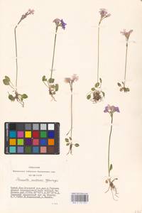 Primula nutans Georgi, Siberia, Altai & Sayany Mountains (S2) (Russia)