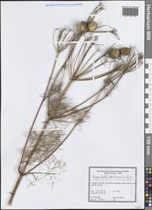 Prangos trifida (Mill.) Herrnst. & Heyn, Western Europe (EUR) (Portugal)