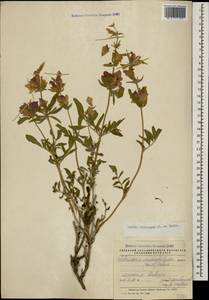 Salvia hydrangea DC. ex Benth., Caucasus, Armenia (K5) (Armenia)