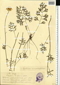 Tanacetum corymbosum subsp. corymbosum, Eastern Europe, Estonia (E2c) (Estonia)