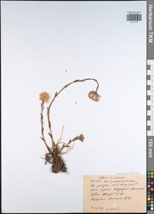 Tussilago farfara L., Eastern Europe, Central region (E4) (Russia)