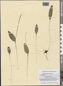 Ophioglossum vulgatum L., Eastern Europe, Northern region (E1) (Russia)