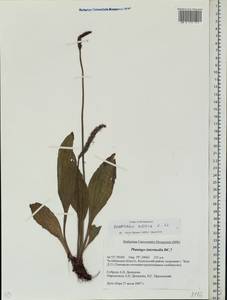 Plantago uliginosa F. W. Schmidt, Eastern Europe, Eastern region (E10) (Russia)