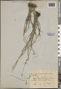 Carex vaginata var. petersii (C.A.Mey. ex F.Schmidt) Akiyama, Siberia, Russian Far East (S6) (Russia)