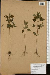 Elsholtzia ciliata (Thunb.) Hyl., Eastern Europe, Central region (E4) (Russia)