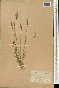 Brachypodium distachyon (L.) P.Beauv., South Asia, South Asia (Asia outside ex-Soviet states and Mongolia) (ASIA) (Iran)