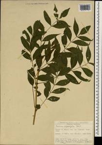 Fraxinus angustifolia Vahl , nom. cons., South Asia, South Asia (Asia outside ex-Soviet states and Mongolia) (ASIA) (Turkey)