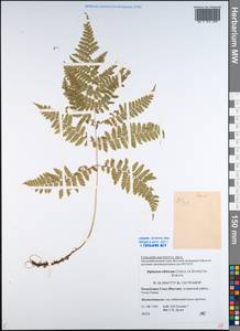 Diplazium sibiricum (Turcz. ex Kunze) Sa.Kurata, Siberia, Yakutia (S5) (Russia)