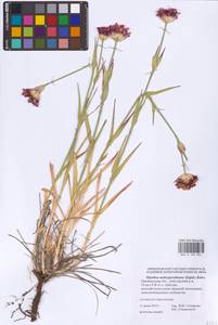 Dianthus capitatus subsp. andrzejowskianus Zapał., Eastern Europe, Eastern region (E10) (Russia)