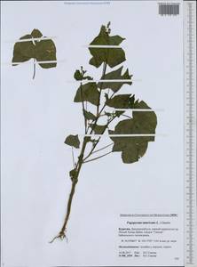 Fagopyrum tataricum (L.) Gaertn., Siberia, Baikal & Transbaikal region (S4) (Russia)
