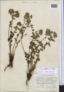 Euphorbia alatavica Boiss., Middle Asia, Western Tian Shan & Karatau (M3) (Kazakhstan)