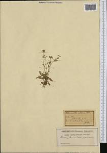 Valerianella locusta (L.) Laterr., Western Europe (EUR) (Italy)