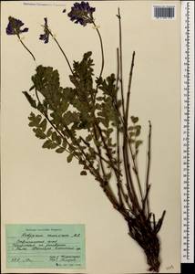 Hedysarum caucasicum M.Bieb., Caucasus, Stavropol Krai, Karachay-Cherkessia & Kabardino-Balkaria (K1b) (Russia)