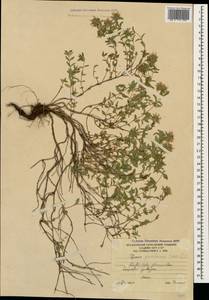 Thymus praecox subsp. grossheimii (Ronniger) Jalas, Caucasus, South Ossetia (K4b) (South Ossetia)