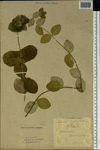 Lonicera caprifolium L., Eastern Europe, Eastern region (E10) (Russia)