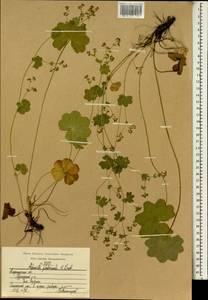 Alchemilla glabricaulis H. Lindb., Eastern Europe, Central region (E4) (Russia)