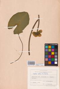 Nuphar lutea (L.) Sm., Eastern Europe, Northern region (E1) (Russia)